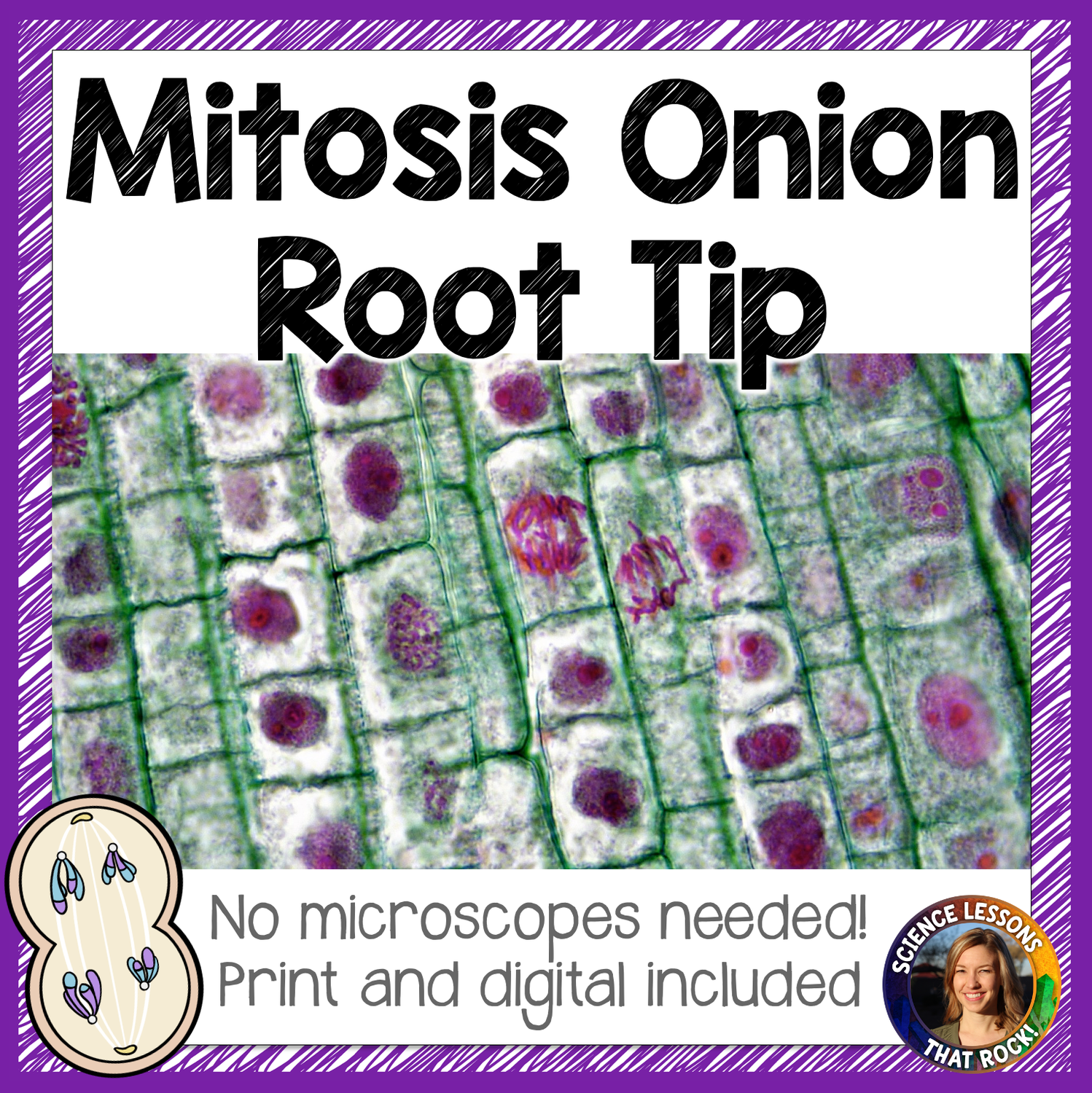Mitosis Onion Root Tip Analysis