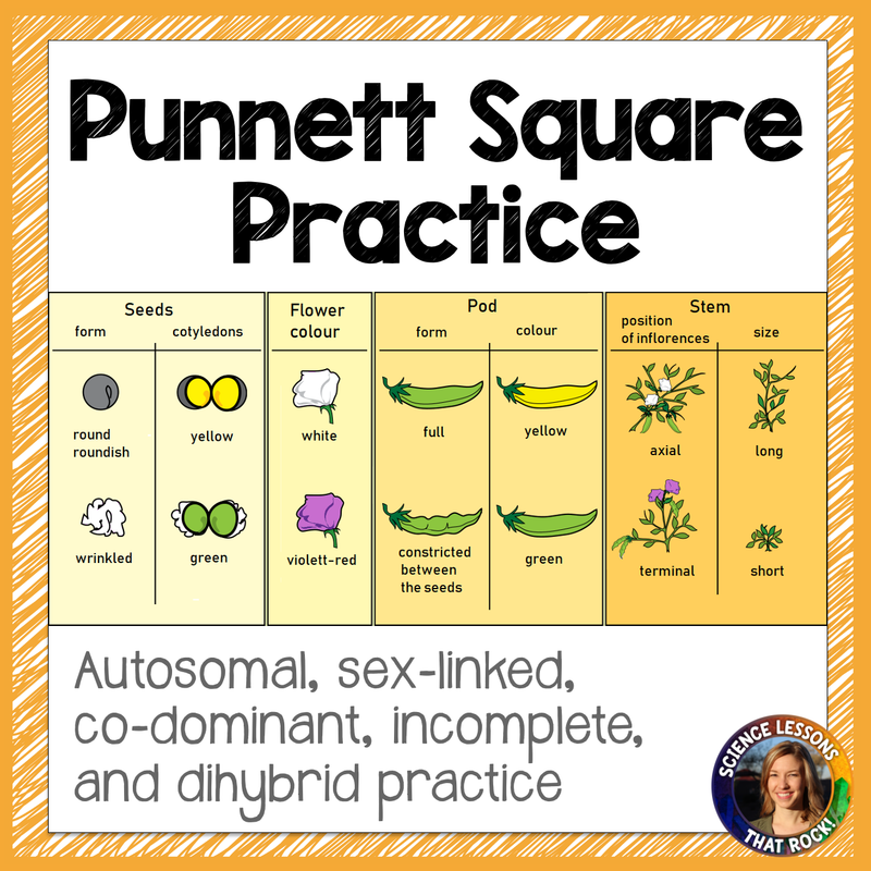 Punnett Square Practice Worksheets