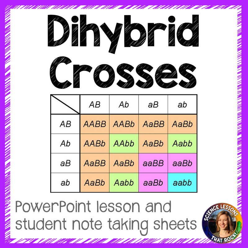 Dihybrid Crosses Punnett Square Lesson
