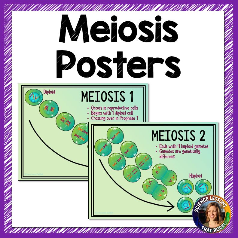Meiosis Posters