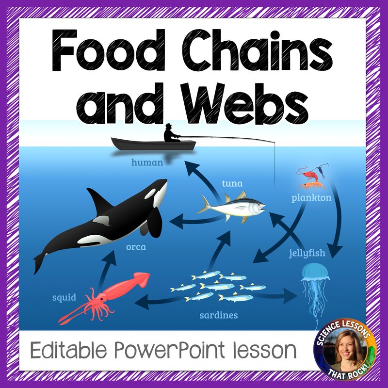 Food Chains, Webs, and Trophic Pyramids