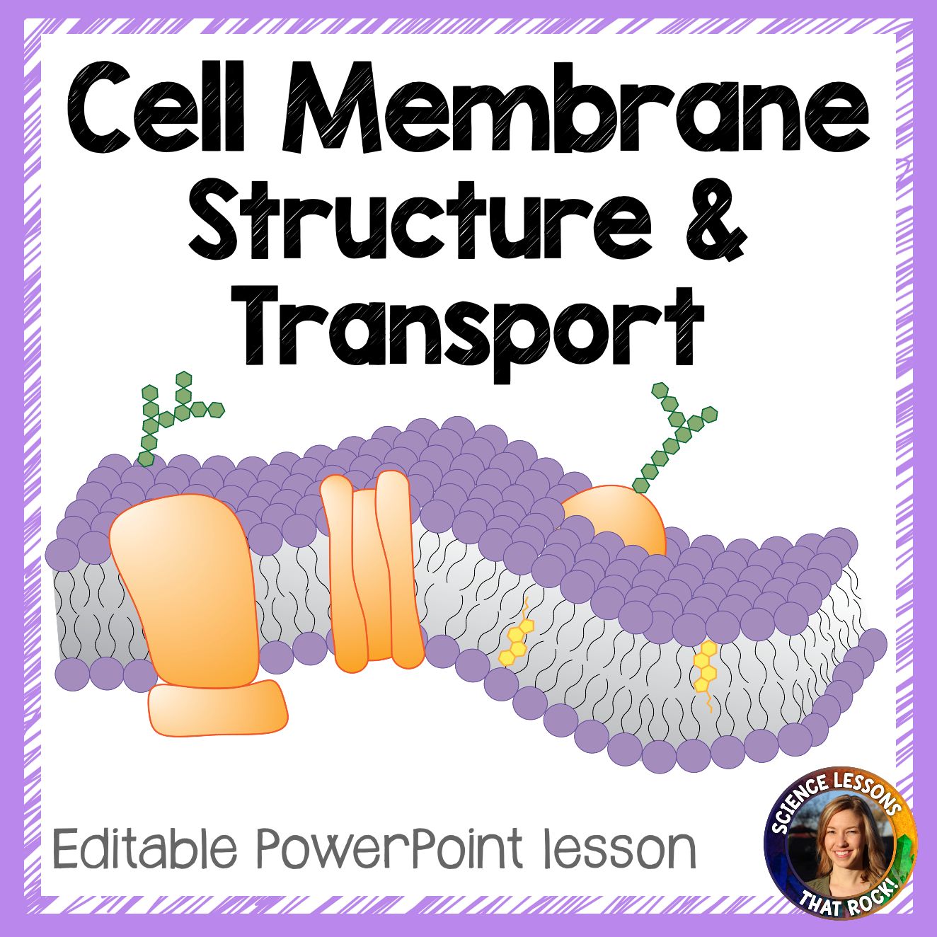 Cell Membrane Structure and Transport