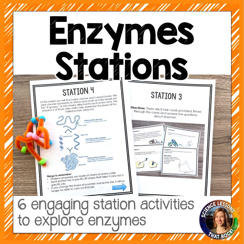 Enzymes Station Activity for Macromolecules Unit
