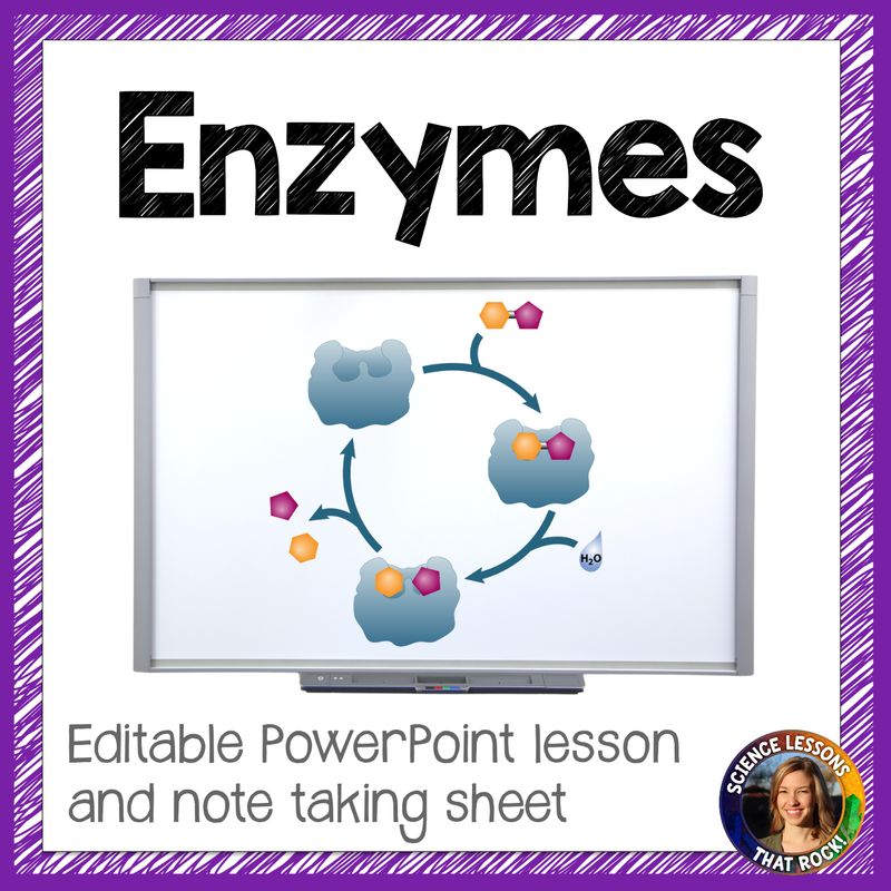 Enzymes Powerpoint Lesson