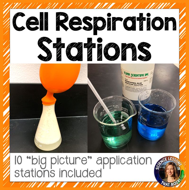 Cellular Respiration Station Activity