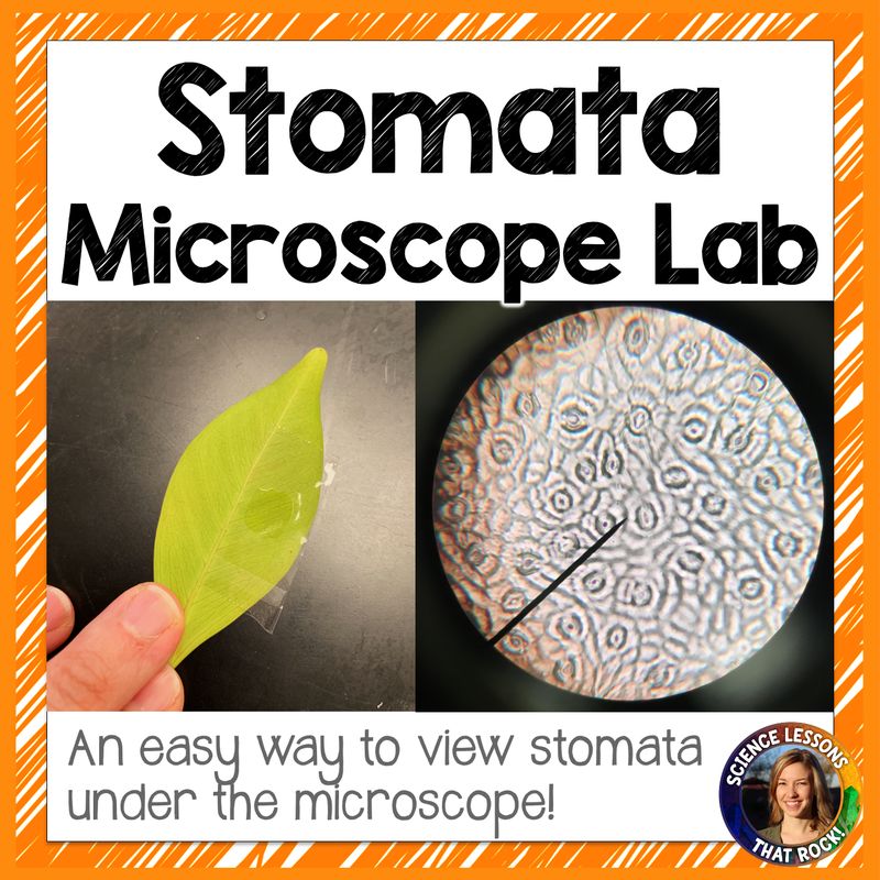 Stomata Microscope Lab
