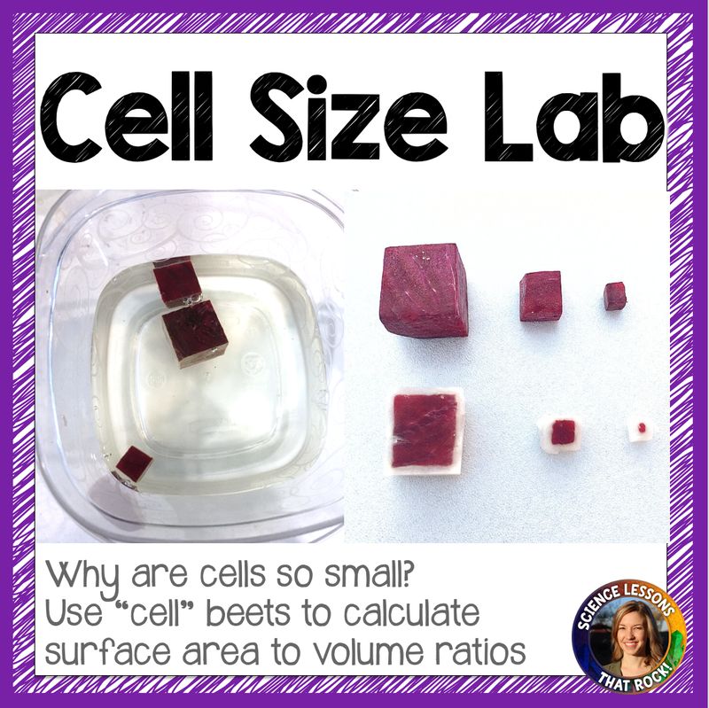 Cell Size Lab: Surface Area to Volume lab