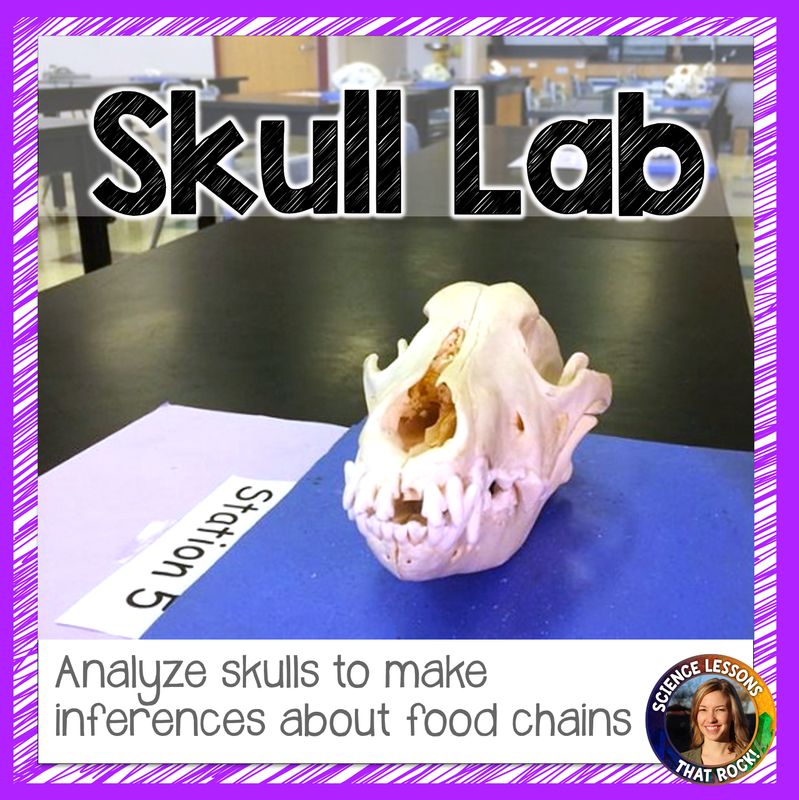 Food Chains and Consumers Inference Lab Activity with Skulls