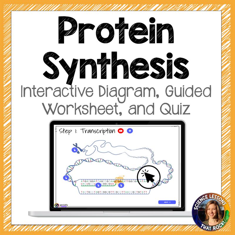 Protein Synthesis Interactive Diagram