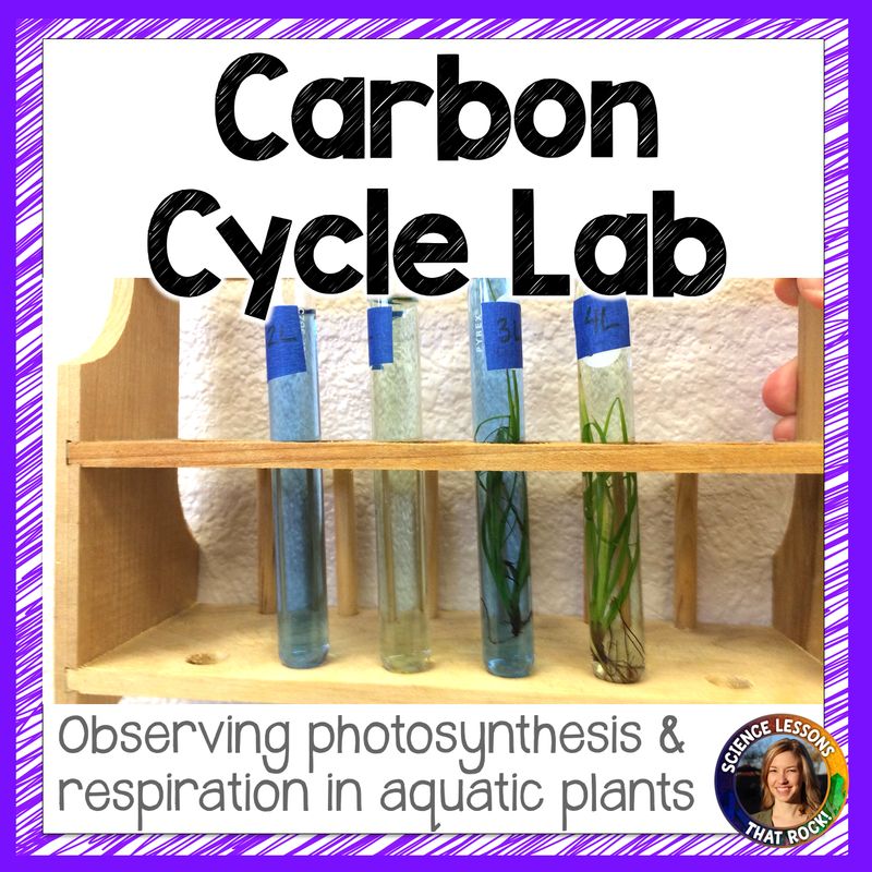 Carbon Cycle Lab- Photosynthesis and Respiration