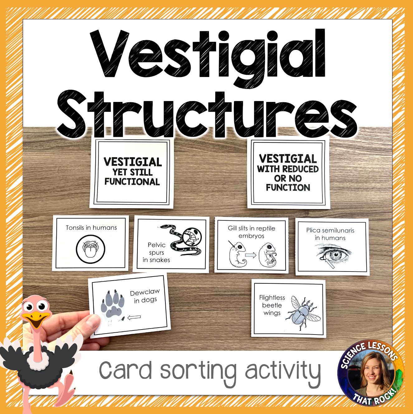 Vestigial Structures Card Sort Activity