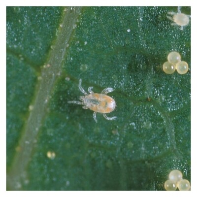 Beneficial Insectary Neoseiulus californicus Predatory Mite Insect, Mite, Thrip Control adults