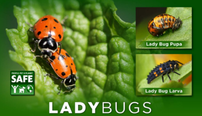 Orcon Ladybugs Aphid Predator Adults Orcon Ladybugs Aphid Predator Adults
