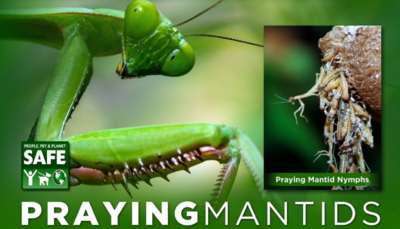 Orcon Praying Mantids egg cluster 1 unit Orcon Praying Mantids egg cluster 1 unit