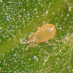 Beneficial Insectary DALOTIAforce Predatory Beetle Controls Fungus Gnat, Shorefly, etc. Dalotia coriaria Atheta coriaria