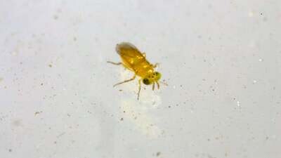 Tip Top Bio Parasitic Braconid Wasp Adults Controls Aphids, etc. Aphytis melinus Container