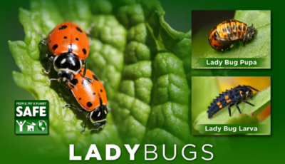 Orcon Ladybugs Adults Controls Aphid, Spider Mite, Mealybug Whitefly, etc.