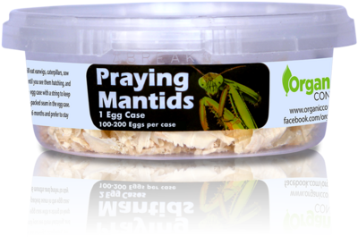 Orcon Praying Mantis Eggs Broad Spectrum Pest Control (2 Cluster of 200 unit) 400/ pack