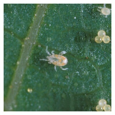 Beneficial Insectary Predatory Mite Controls Insect, Mite, Thrip, etc. Neoseiulus californicus
