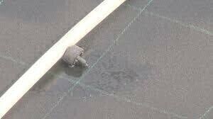 Dramm Aquafol Filter Cloth White Roll 200 foot 79 inch 1/ each