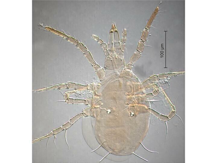 Beneficial Insectary Predatory Mite Spider Mite Control Amblyseius Andersoni, size: 1 liter Tube with Bran 25,000/ pack