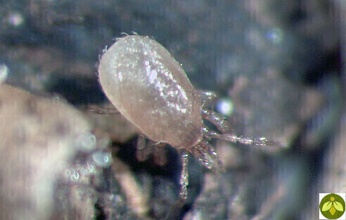 Beneficial Insectary STRATIOforce Predatory Mite Adults Controls Fungus Gnat, etc. Stratiolaelaps scimitus formerly Hypoaspis miles, size: 1 liter Bottle with Peat 25,000/ pack