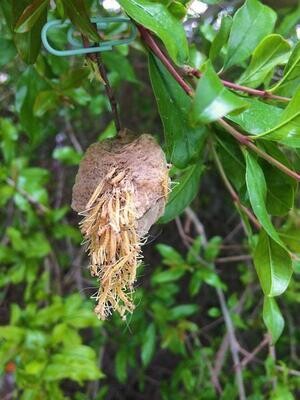 Tip Top Bio Praying Mantis Eggs Broad Spectrum Pest Control