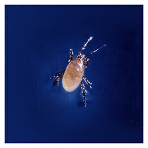 Arbico Predatory Mite Spider Mite Control Hypoaspis miles Stratiolaelaps scimitus
