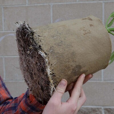 Grassroots Round Fabric Pot Bottomless Tan 1 gallon 7x7 inch 1/ each