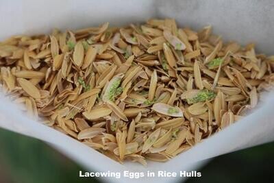 Tip Top Bio Green Lacewing Eggs Controls Aphid, Spider Mite, Mealybug, Whitefly, etc.
