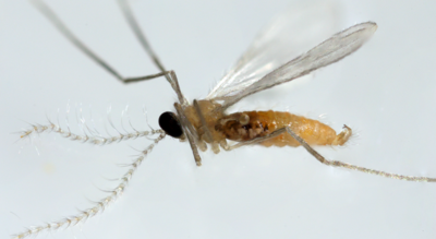 Tip Top Bio Aphid Midge Nymphs Aphidoletes aphidimyza
