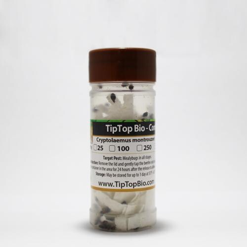 Tip Top Bio Adults Mealybug Destroyer Cryptolaemus montrouzieri, size: Bottle 25/ pack