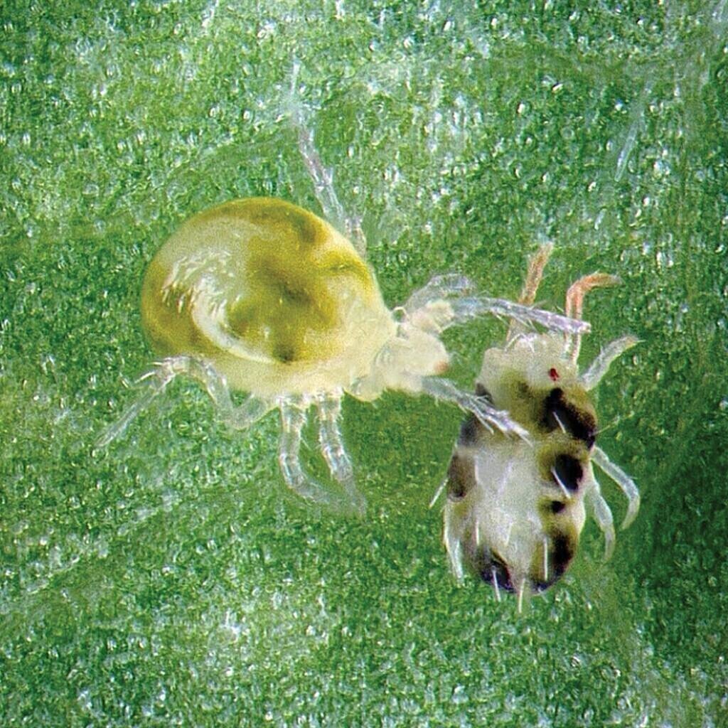 Orcon Predatory Mites Controls Whitefly, etc., size: Live Organisms 2,000/ pack