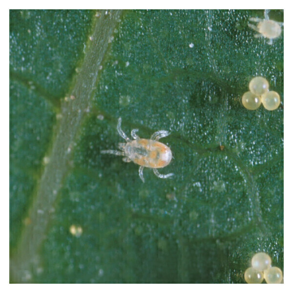 Beneficial Insectary Predatory Mite Controls Insect, Mite, Thrip, etc. Neoseiulus californicus, size: Container with Vermiculite 5,000/ pack