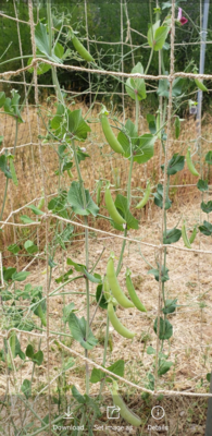 Conscious Gardeners Jute Trellis Net Biodegradable