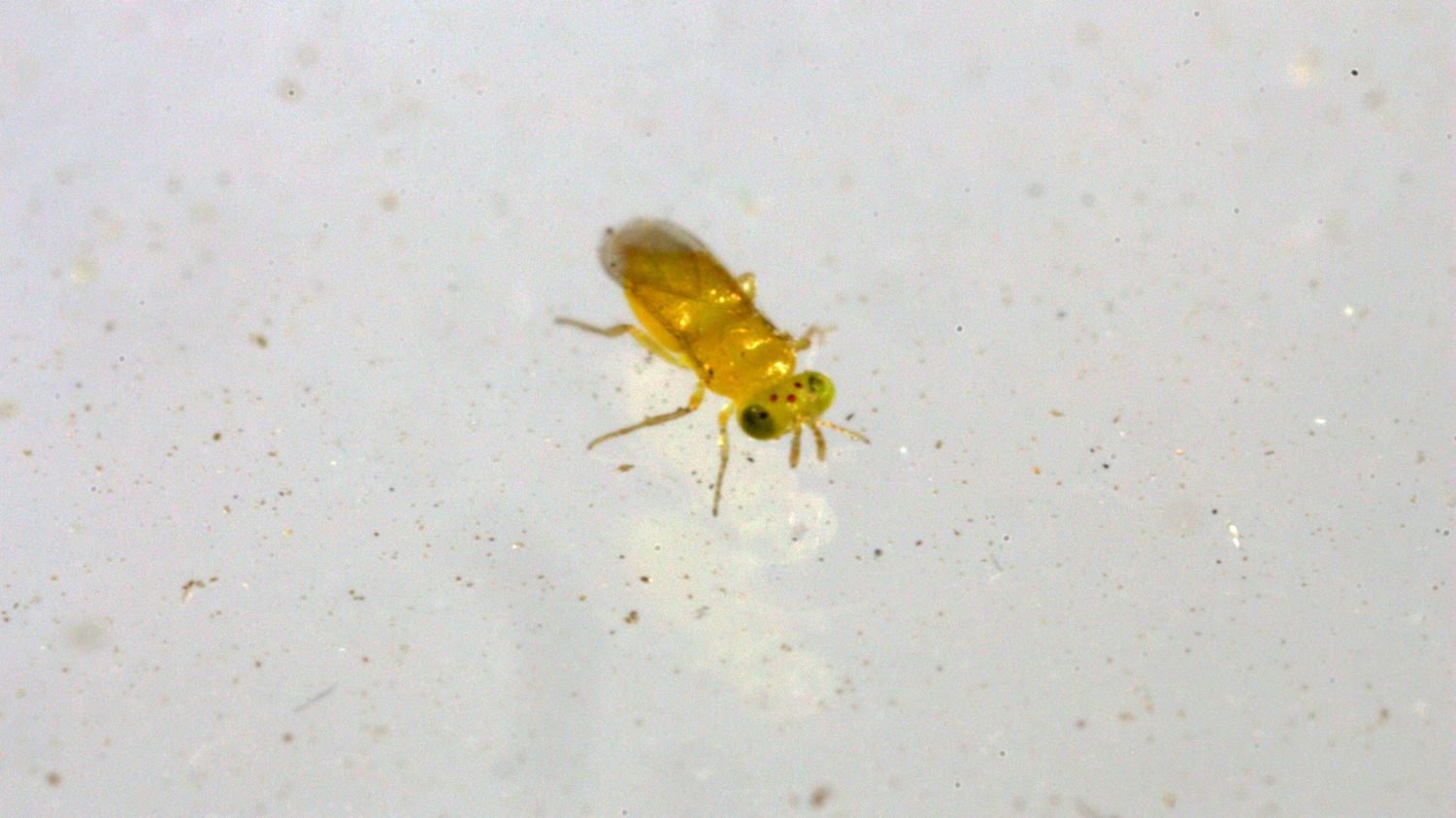 Tip Top Bio Parasitic Wasp Adults Aphytis melinus Container 5000/ pack
