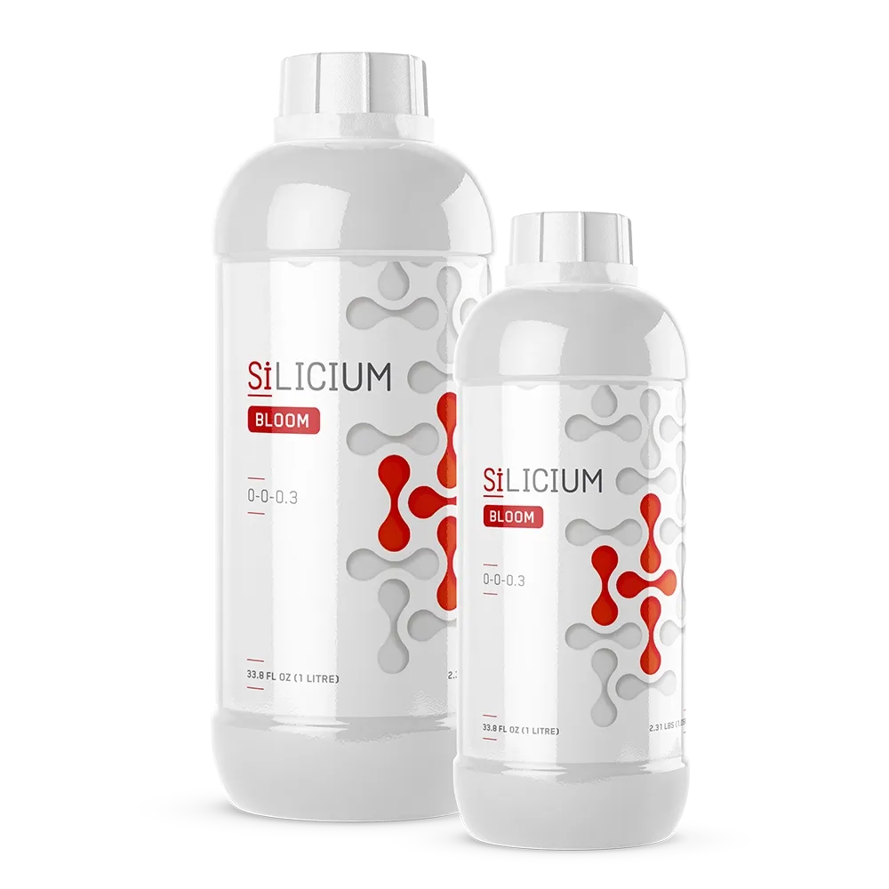 SiLicium Bloom Monosilicic Acid H₂SiO₃