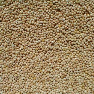 Grains Bag White Proso Millet 40 pound 23 kilogram 1/ each