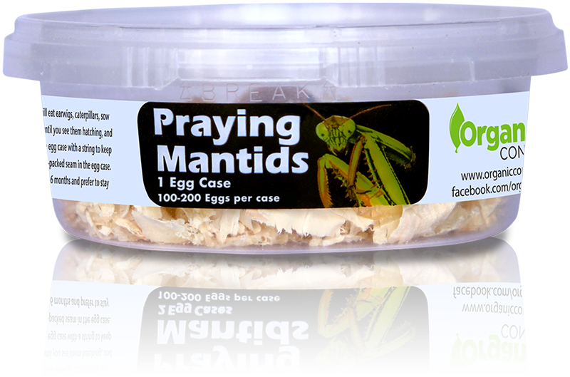 Orcon Praying Mantis Eggs Broad Spectrum Pest Control, size: Live Organisms (2 Cluster of 200 unit) 400/ pack
