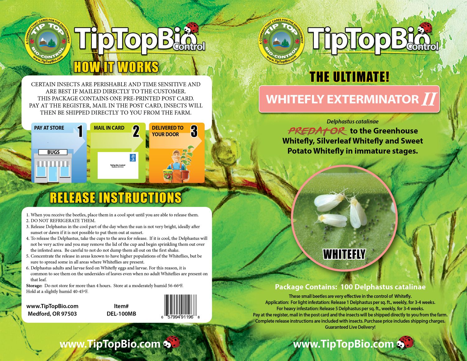 Tip Top Bio Ladybird Beetle Controls Whitefly, etc. Delphastus catalinae, size: Bottle 100/ pack