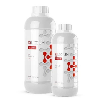 SiLicium Bloom Monosilicic Acid H2SiO3