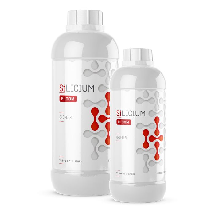 SiLicium Bloom Monosilicic Acid H2SiO3