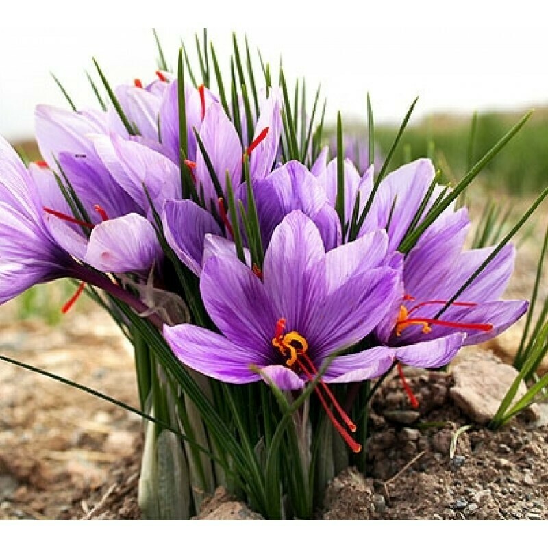 12 GRAMS SUPER NEGIN AFGHAN SAFFRON ISO 250+