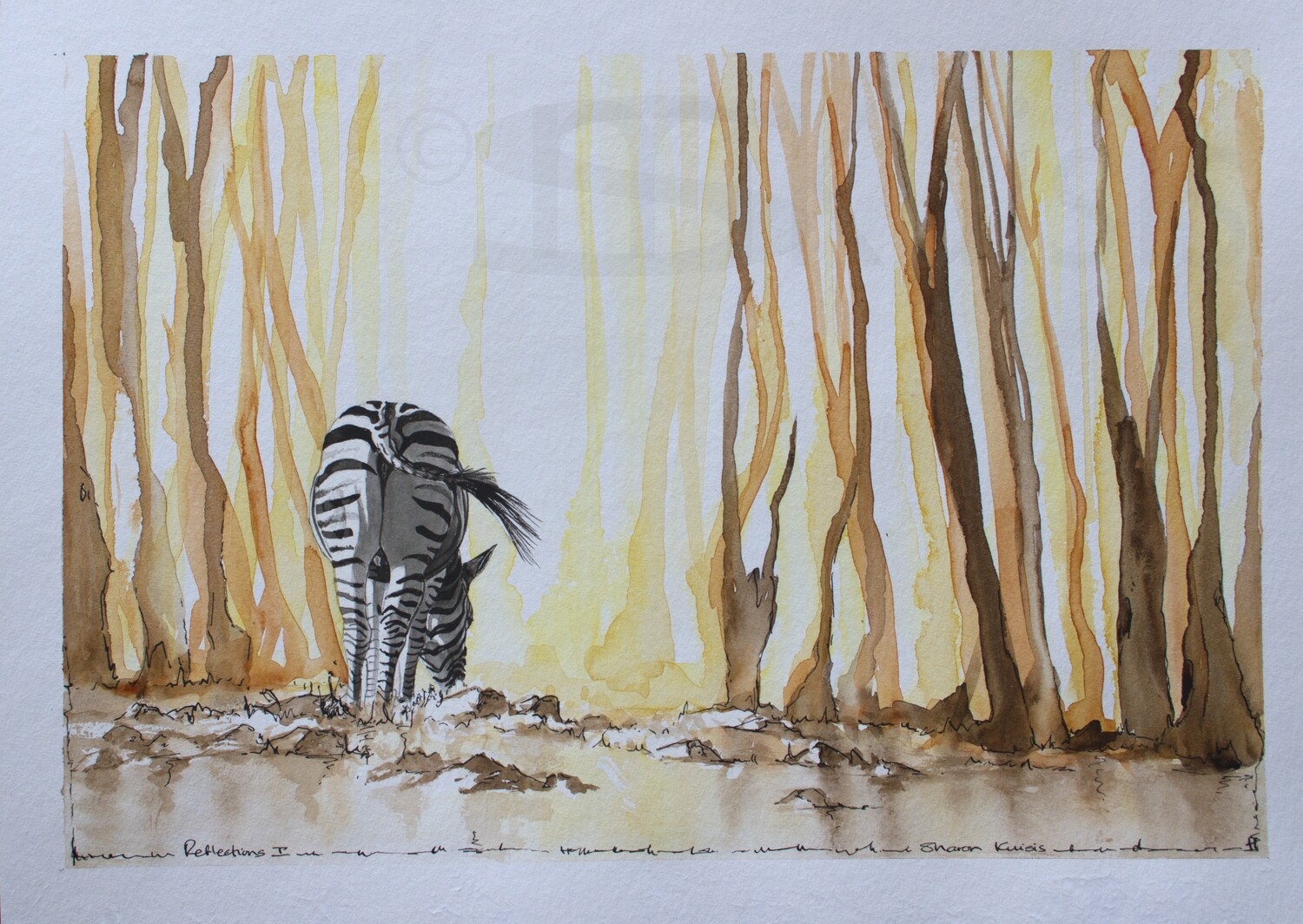 Zebra Walk