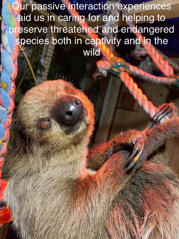 Sloth Meditation
