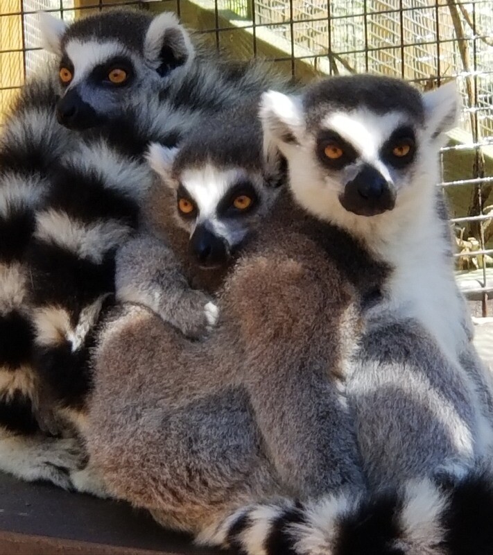 Sponsor An Animal