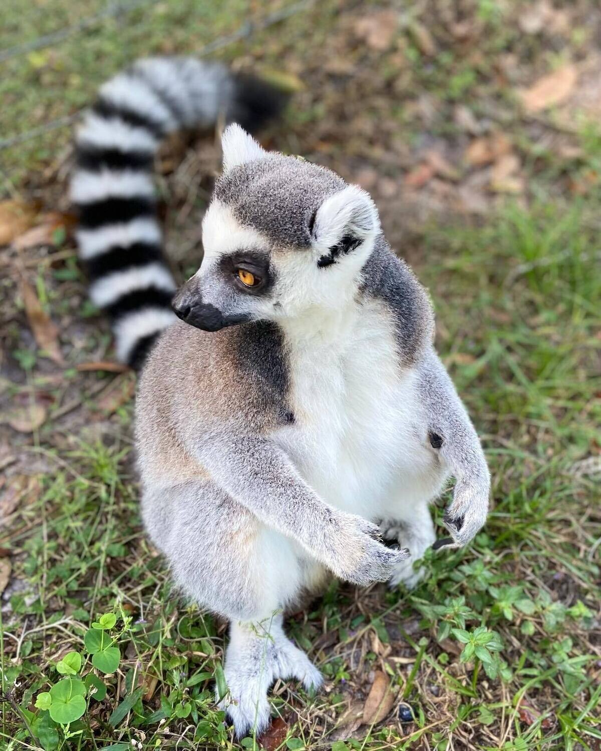 ADD-ON Earth Day Lemur Interaction- 3:30 PM