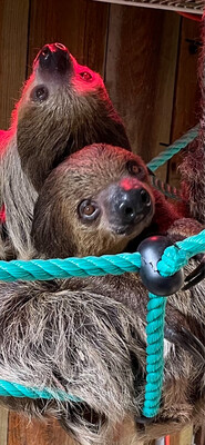 Sloth/Anteater Experience Only With Lemur Yoga or Group Tour Purchase (11:30 AM)