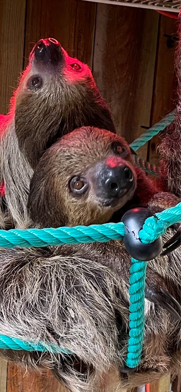 ADD-ON: Sloth/Anteater Experience With Lemur Yoga or Group Tour Purchase Only 11:45am