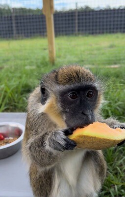 Vervet Monkey Mega-Habitat Sponsorship